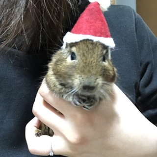 デグーたちを家族に仲間入りしませんか？