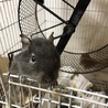 デグーたちを家族に仲間入りしませんか？ サムネイル2