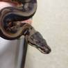 ボールパイソン　里親募集 サムネイル2