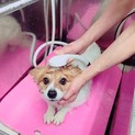 とってもキュートなももちゃんの家族を募集してます