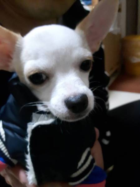 男の子のスムースチワワの 東京都 犬の里親募集 ペットのおうち 月間利用者150万人