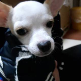 男の子のスムースチワワの里親様募集中です。