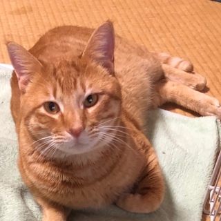 現在トライアル中！かわいい茶とらの男の子 