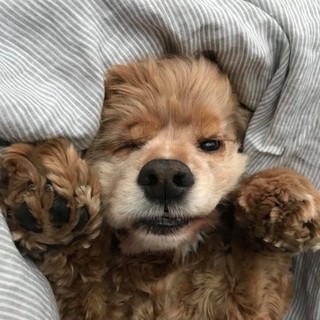 怖がりだけど普段はおっとり。アメコカ♂コーディ９歳