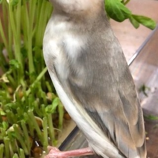 ご応募ありがとうございました。里親様決定しました。