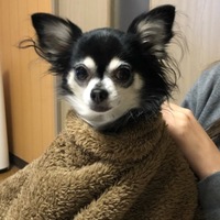 ちー太