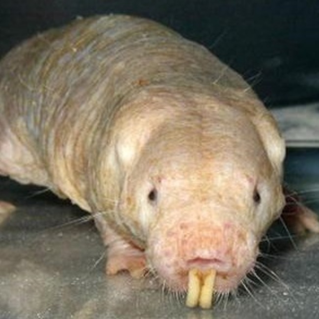 てんてくんのカバー写真