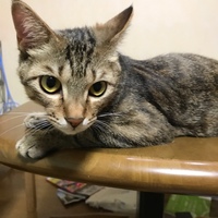 ミュア