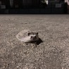 ふらきちさん