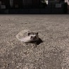 暖かい時期はお外にお散歩にも行きます