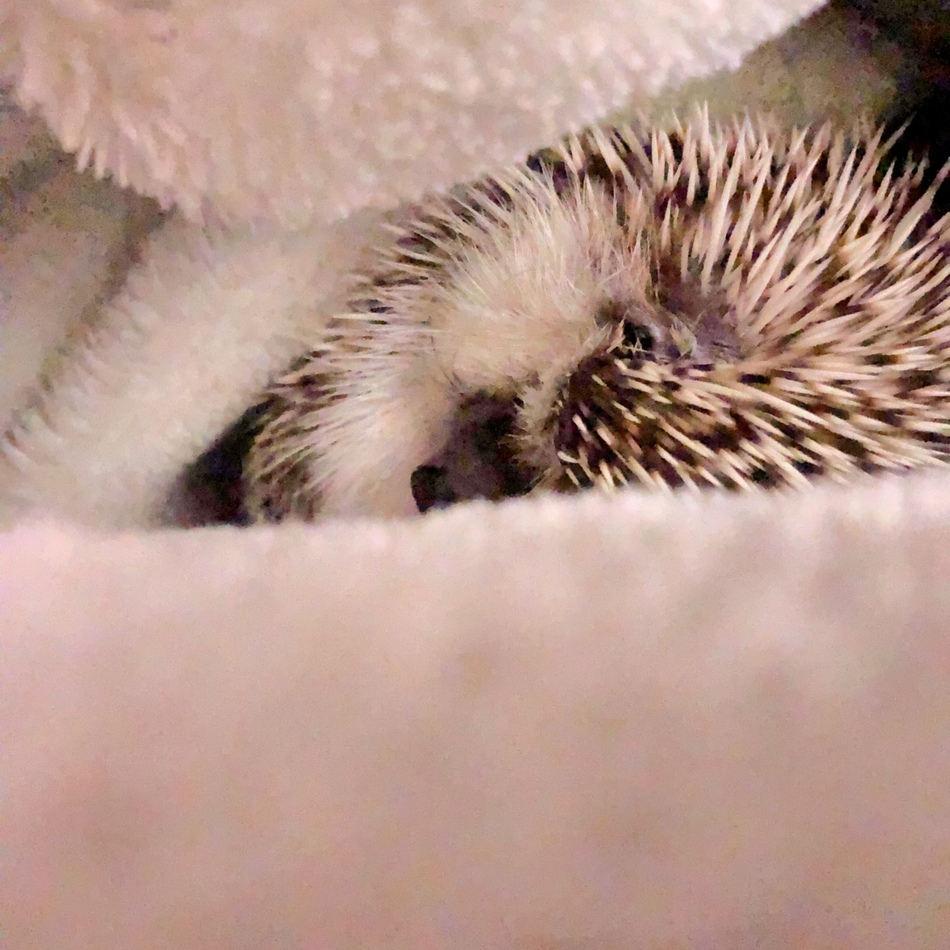 フラッシュのカバー写真
