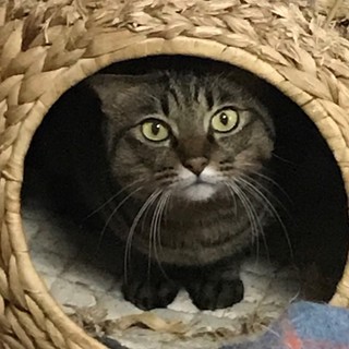 キジトラハンサム成貓の家族募集中