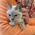 シャム風 ブルーアイの男の子4ヶ月