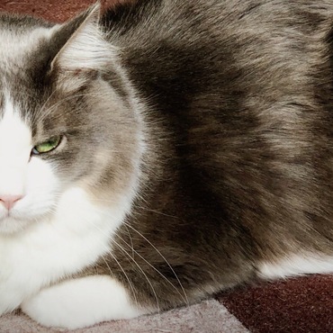 The美猫