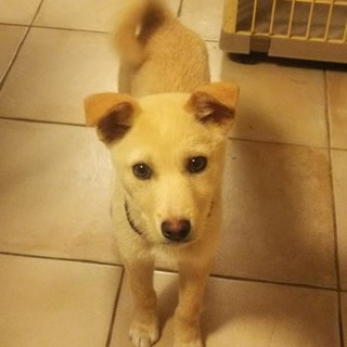 柴犬風ミックス穏やかで賢い5ヶ月の男の子