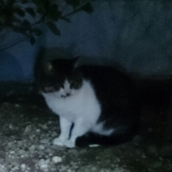 「ボス」サムネイル1