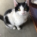 抱っこが大好きな子猫の兄妹！ハチワレさん