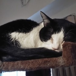 キャットタワーに丸まるコンパクトながお