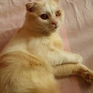 スコティッシュ系？風？