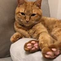 ニコル