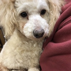 アニマー湯譲渡会 サムネイル3