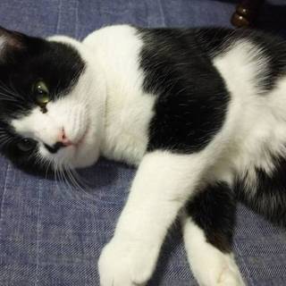 猫とも犬とも仲良し！【3/30譲渡会参加】