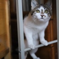 猫の日間近　猫カフェ風保護猫譲渡会 サムネイル2