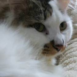 猫の日間近　猫カフェ風保護猫譲渡会 サムネイル3