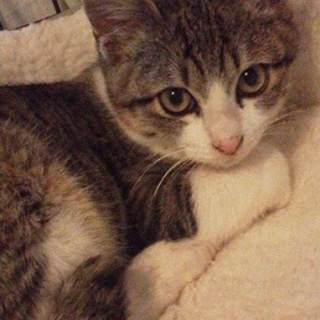 5ヶ月　白キジ元気いっぱい　きゅうくん　