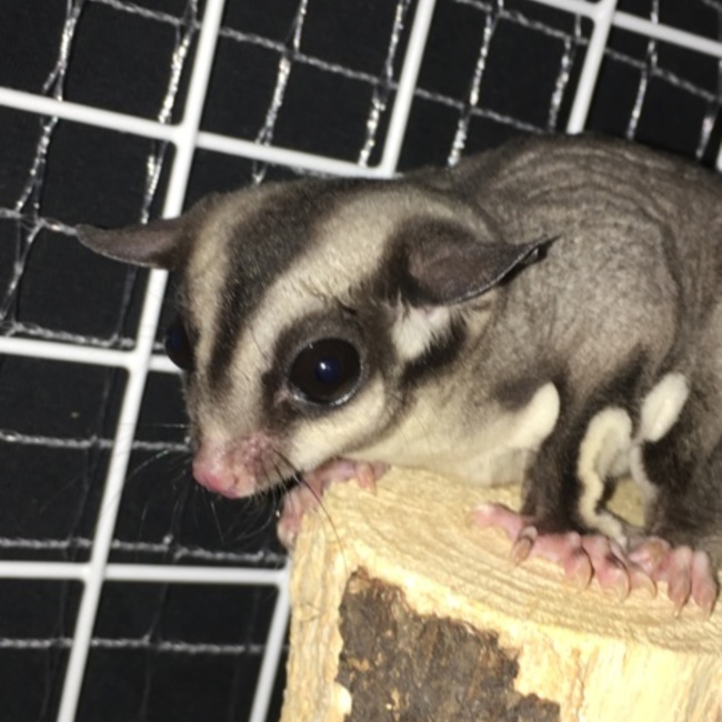 Cerberous μのカバー写真