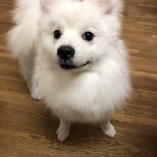 白ポメラニアン１歳♂