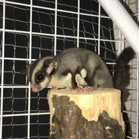 モモンガさん