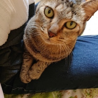 アビシニアンのようなみいちゃん７歳里親募集中！