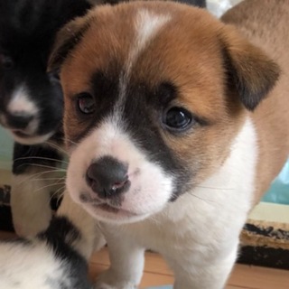 【保健所引き出し】カワイイ子犬です❣️