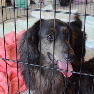 陽気な坊っちゃん“チビ君”