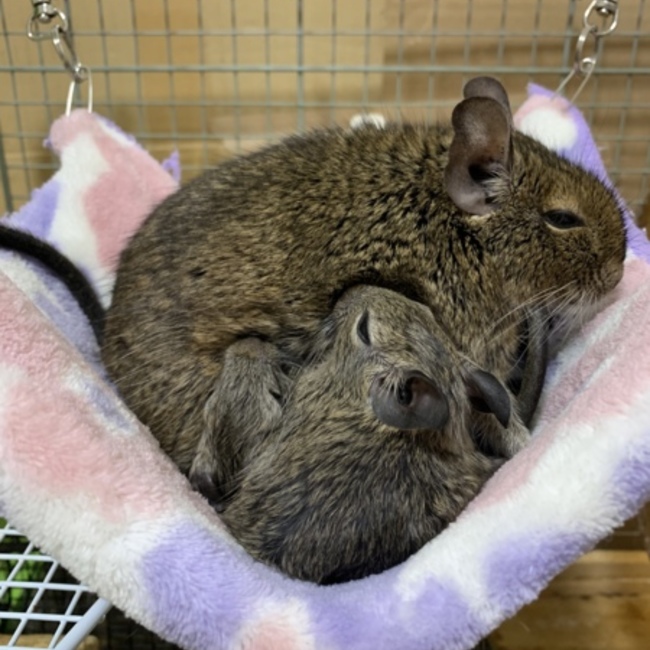 みけめいのカバー写真