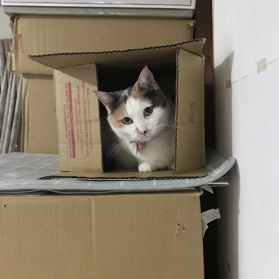 モカのカバー写真