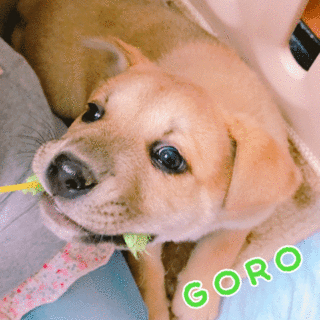ゴローです！