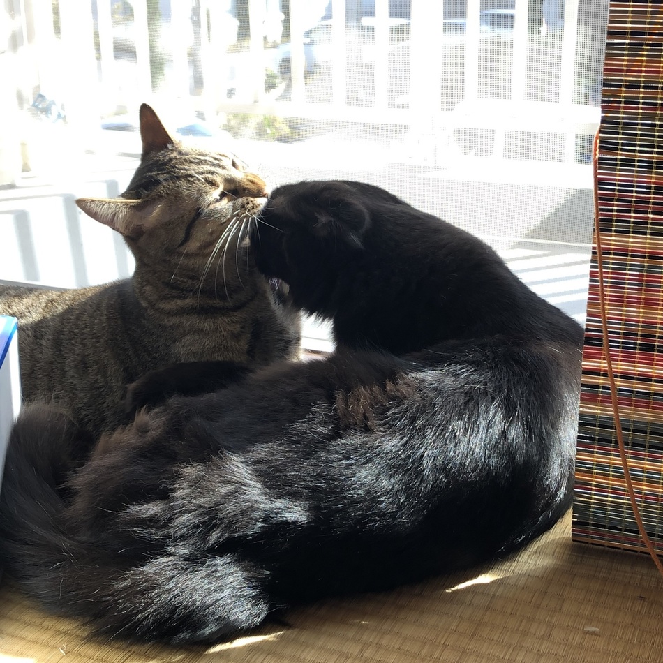 ニコちゃんのカバー写真