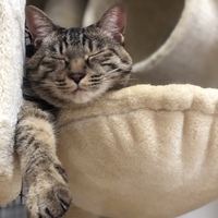 ホニ