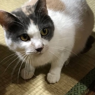 大人しくて、ちょっぴり甘えん坊なチッチ