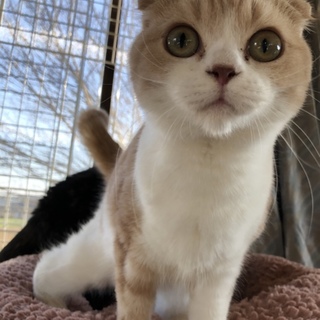 可愛い折れ耳スコティッシュフォールド♡