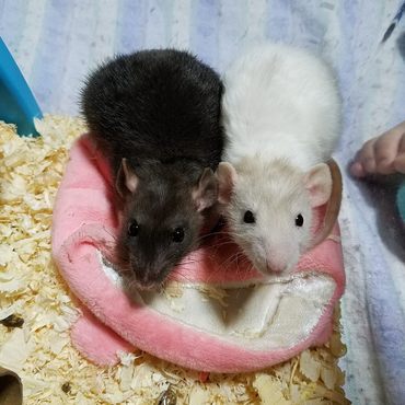 全てはこの子達から始まった…♡