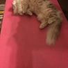 ヨガマットだいすき