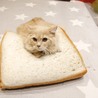 えびぱん