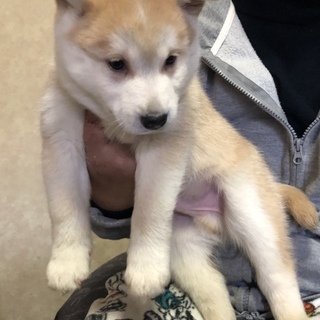 ２ヶ月男の子 たいよう