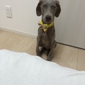 ワイマラナー♂子犬