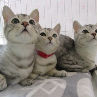 グレーキジ②「いと」ちゃん