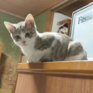 終生飼える方求む