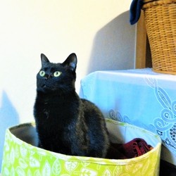 「クーちゃんは天邪鬼？」サムネイル3